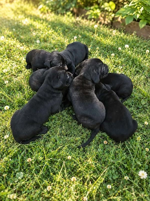Eladó Cane Corso kiskutyák 