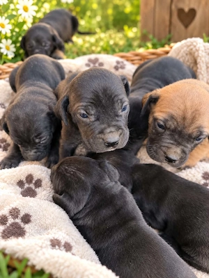 Eladó Cane Corso kiskutyák  - kép 2