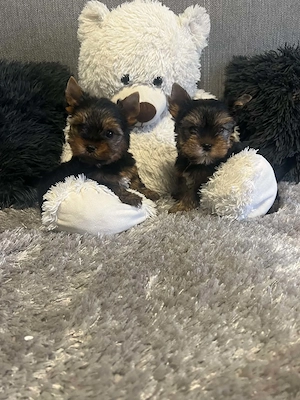 Yorkshire terrier kiskutyák