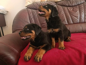 Rottweiler szuka kiskutyák  - kép 2