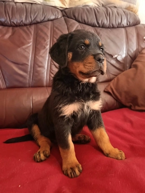 Rottweiler szuka kiskutyák  - kép 3