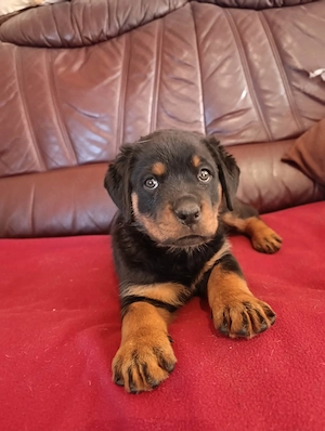 Rottweiler szuka kiskutyák  - kép 4