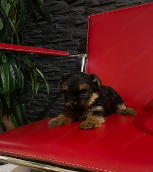 Mini Yorkshire terrier kiskutyák Yorkie kiskutyák - kép 2
