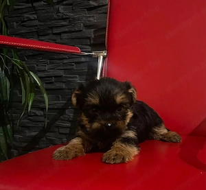 Mini Yorkshire terrier kiskutyák Yorkie kiskutyák