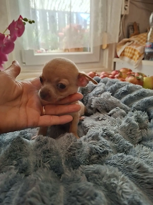 Picike méretű csivava kisfiú eladó - kép 5