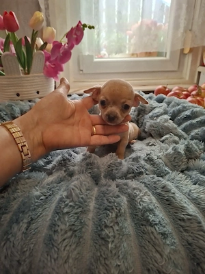 Picike méretű csivava kisfiú eladó - kép 3