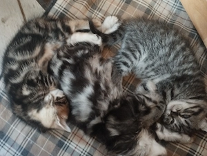 Brit whiskas cica - kép 2