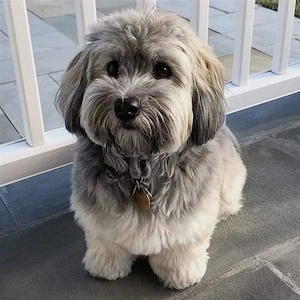 Bichon havanese kiskutyák  - kép 3