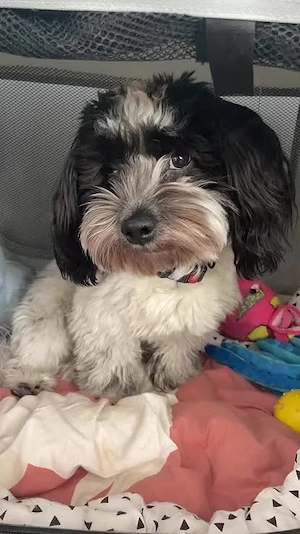 Bichon havanese kiskutyák  - kép 4