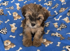 Bichon havanese kiskutyák  - kép 2