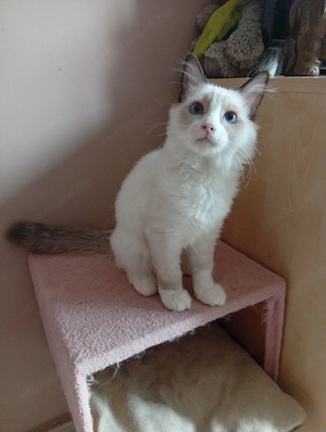 Törzskönyves Ragdoll növendék kandúrka  - kép 3