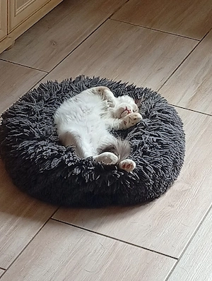 Törzskönyves Ragdoll növendék kandúrka  - kép 4