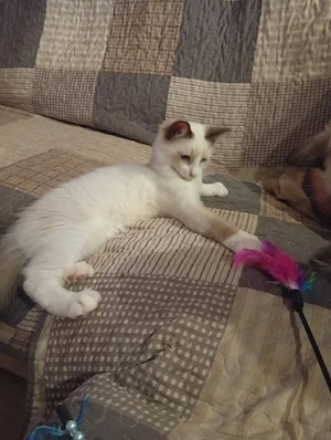 Törzskönyves Ragdoll növendék kandúrka  - kép 2