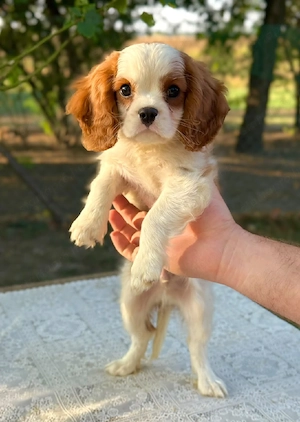 cavalier king charles kisfiú  - kép 5