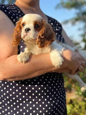 cavalier king charles kisfiú  - kép 4