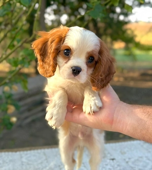 cavalier king charles kisfiú  - kép 3