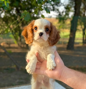 cavalier king charles kisfiú  - kép 2