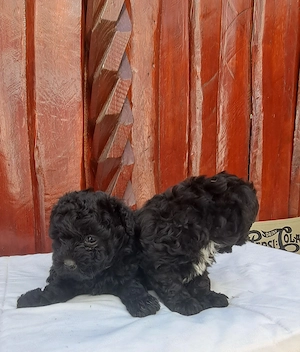 Bichone Havanese ezüst - kép 3