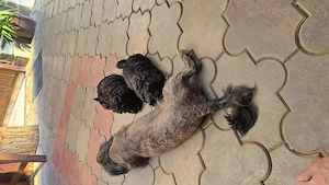 Bichone Havanese ezüst - kép 4