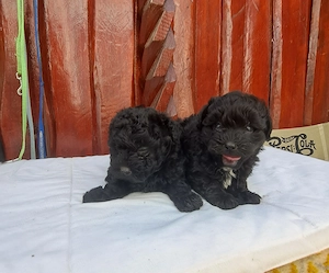 Bichone Havanese ezüst - kép 2
