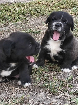 Lagotto keverékek - kép 4