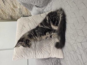 Magnolia Maine Coon kiscica  - kép 4