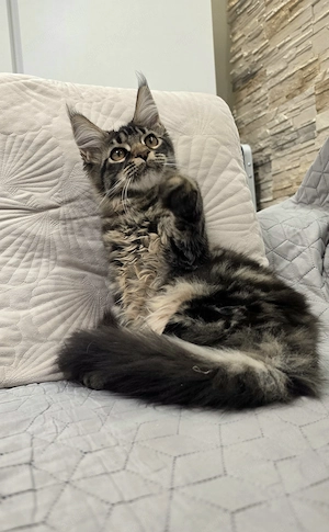 Magnolia Maine Coon kiscica  - kép 2
