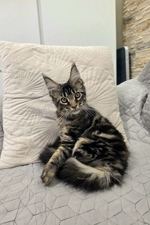 Magnolia Maine Coon kiscica  - kép 3