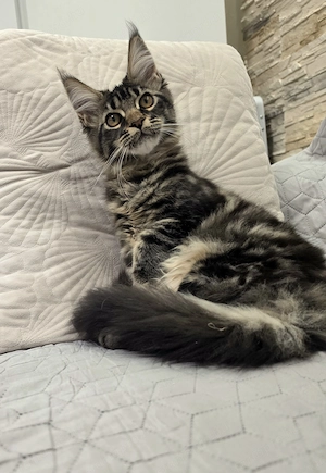 Magnolia Maine Coon kiscica  - kép 5