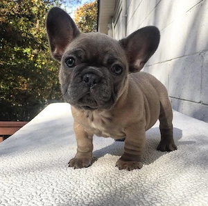 Francia bulldog kölykök  - kép 2