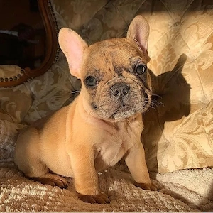 Francia bulldog kölykök  - kép 3