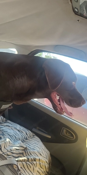Labrador kölyök kutyák Előjegyezhetők. - kép 9
