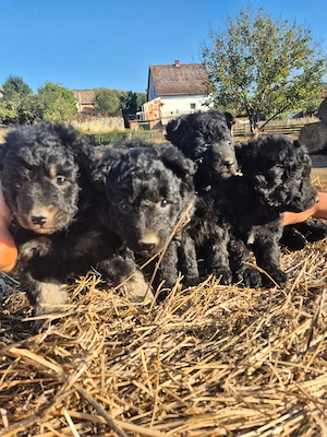 Mudi kiskutyák eladók - kép 9