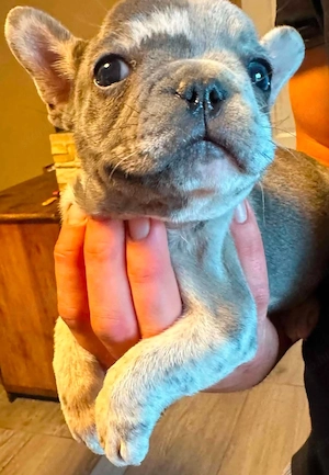 Minni francia bulldog szuka kiskutya  - kép 2