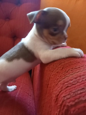Csivava kisfiú eladó  - kép 3