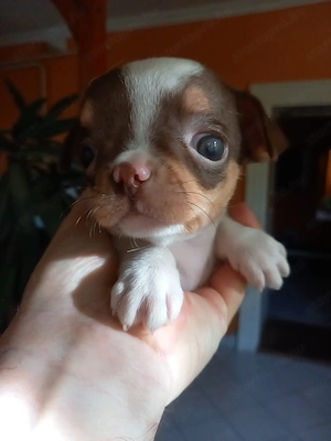 Csivava kisfiú eladó 