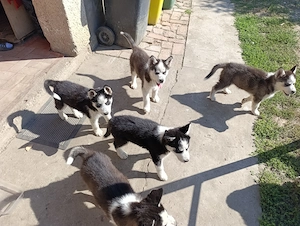 Kékszemű 9 hetes husky fajtiatiszta jellegű kutyusok eladóak
