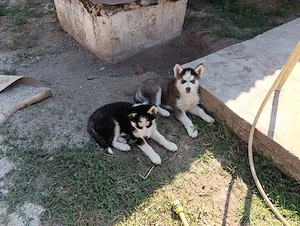 Kékszemű 9 hetes husky fajtiatiszta jellegű kutyusok eladóak - kép 4