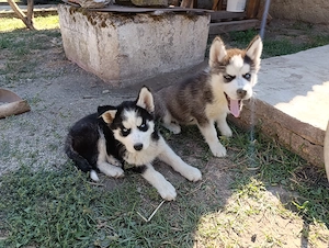 Kékszemű 9 hetes husky fajtiatiszta jellegű kutyusok eladóak - kép 3