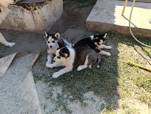 Kékszemű 9 hetes husky fajtiatiszta jellegű kutyusok eladóak - kép 2