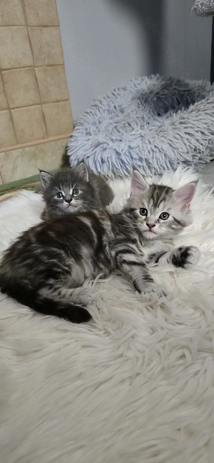 Maine Coon cicák otthont keresnek!! - kép 6
