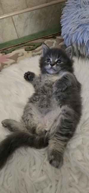 Maine Coon cicák otthont keresnek!! - kép 5