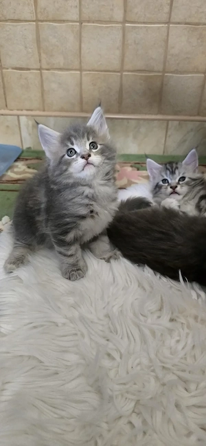 Maine Coon cicák otthont keresnek!! - kép 3
