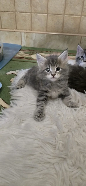 Maine Coon cicák otthont keresnek!! - kép 8