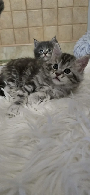 Maine Coon cicák otthont keresnek!! - kép 7