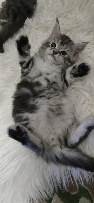 Maine Coon cicák otthont keresnek!! - kép 4