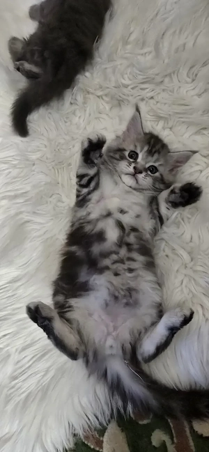 Maine Coon cicák otthont keresnek!! - kép 2