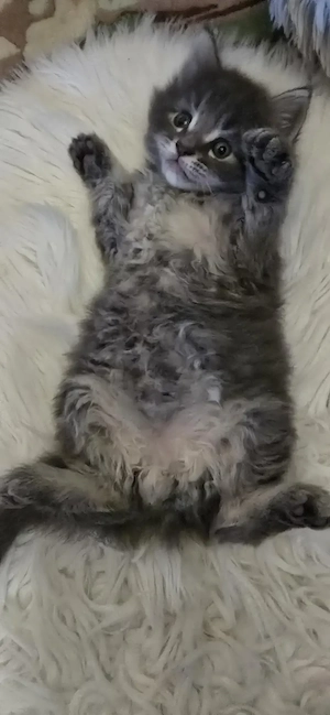 Maine Coon cicák otthont keresnek!! - kép 10
