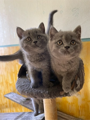 Brit cicák gazdit keresnek - kép 3