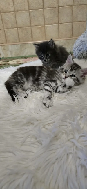 Maine Coon cicák otthont keresnek!! - kép 9